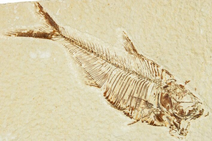 Fossil Fish (Diplomystus) - Green River Formation #233096